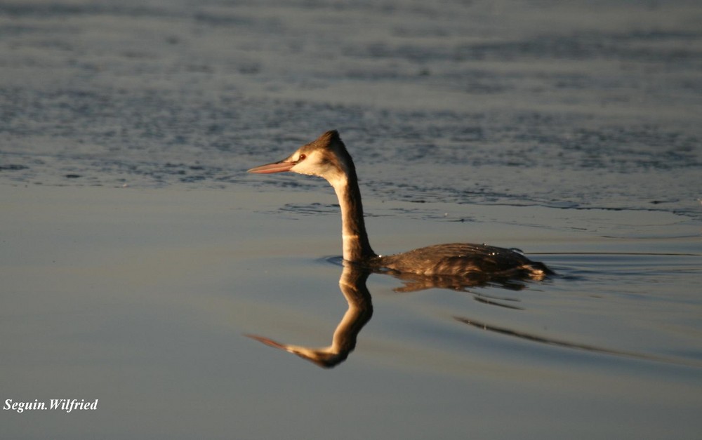 Grebe Huppé