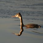 Grebe Huppé