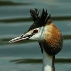 grebe huppè