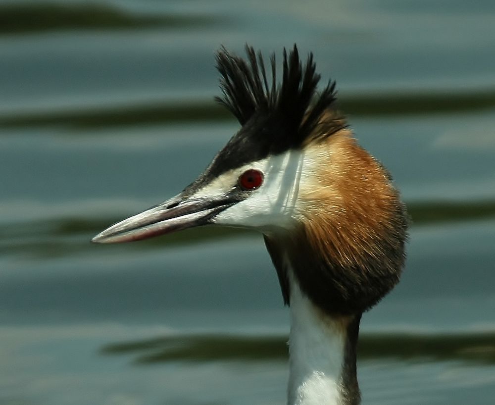 grebe huppè