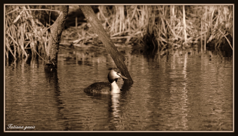 grebe huppé