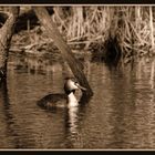 grebe huppé