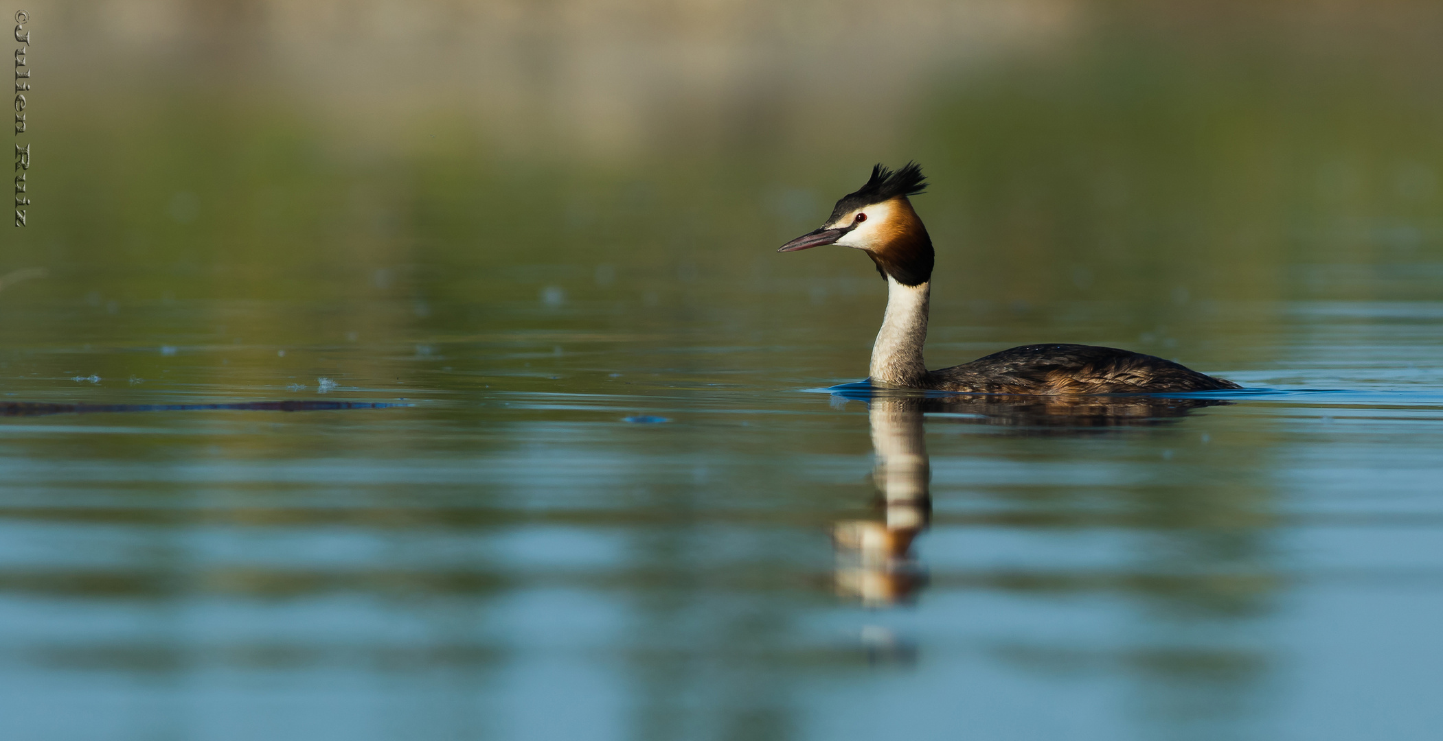 Grebe Huppé