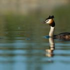 Grebe Huppé