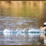 Grèbe huppée à plumage nuptial au décollage 2019-03-31 174 Podiceps cristatus ©