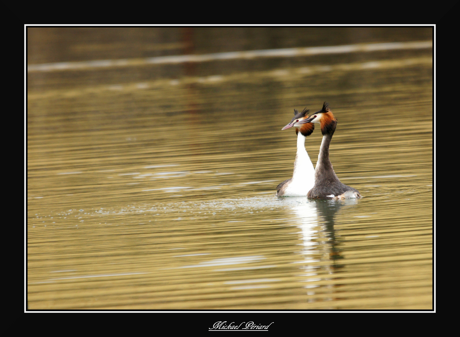 Grebe Huppée