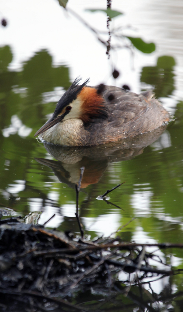 Grèbe huppée belgique dans un lac