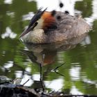 Grèbe huppée belgique dans un lac