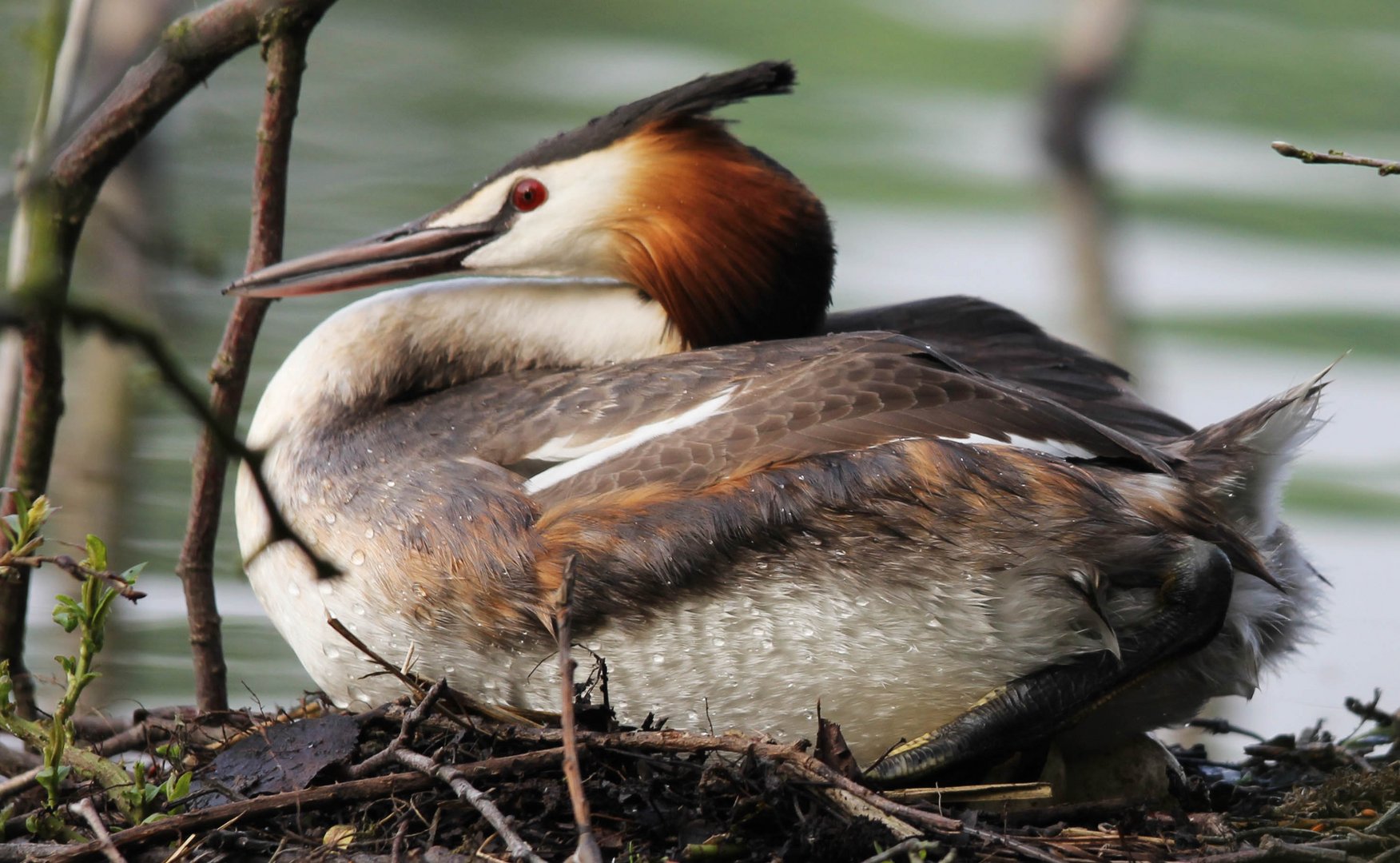 Grèbe huppée belgique dans un lac a strepy hainaut couvant son nid