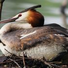 Grèbe huppée belgique dans un lac a strepy hainaut couvant son nid