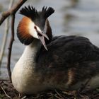 Grèbe huppée belgique dans un lac a strepy hainaut couvant son nid 2