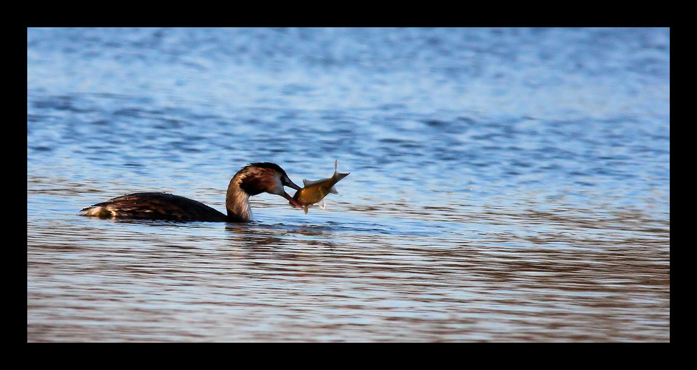 Grebe Huppé(Podiceps Cristalus)