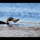 Grebe Huppé(Podiceps Cristalus)