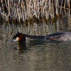 Grebe in march..