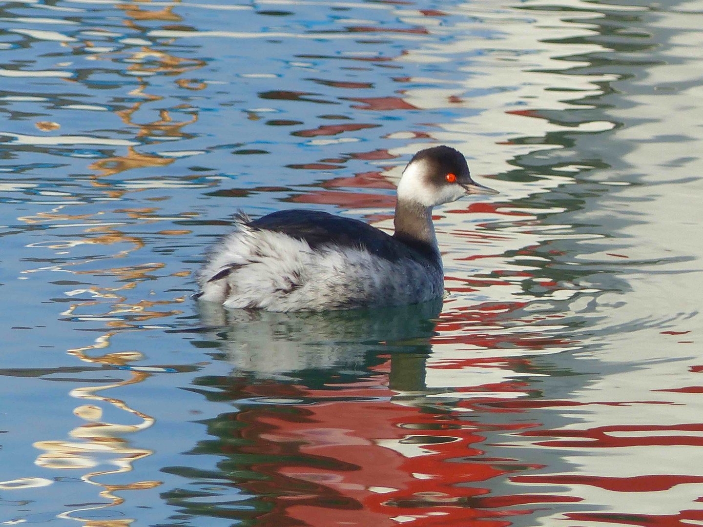 Grebe patriote