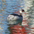 Grebe patriote