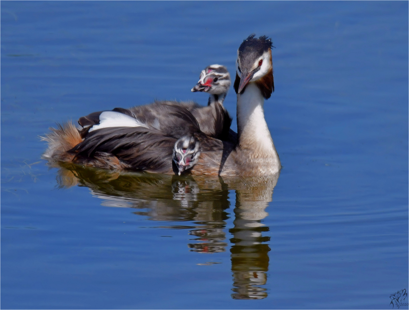 Grebe with young ones ..