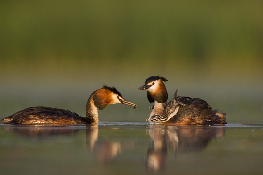 Grebe's family