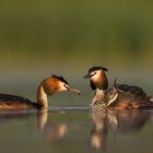 Grebe's family