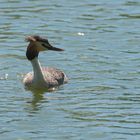 Grebes huppée