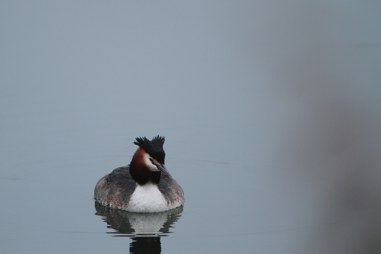 Grebes Huppés 2