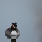 Grebes Huppés 2