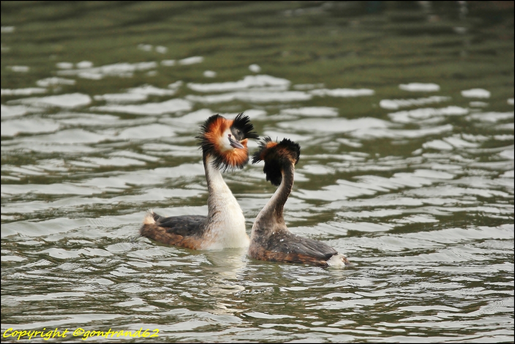 grebes huppés