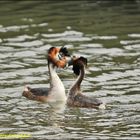 grebes huppés