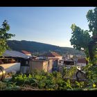 Greece in summer, my grandmas garden 