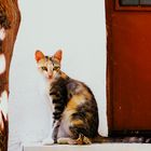 *Greece Kitty* (#4)