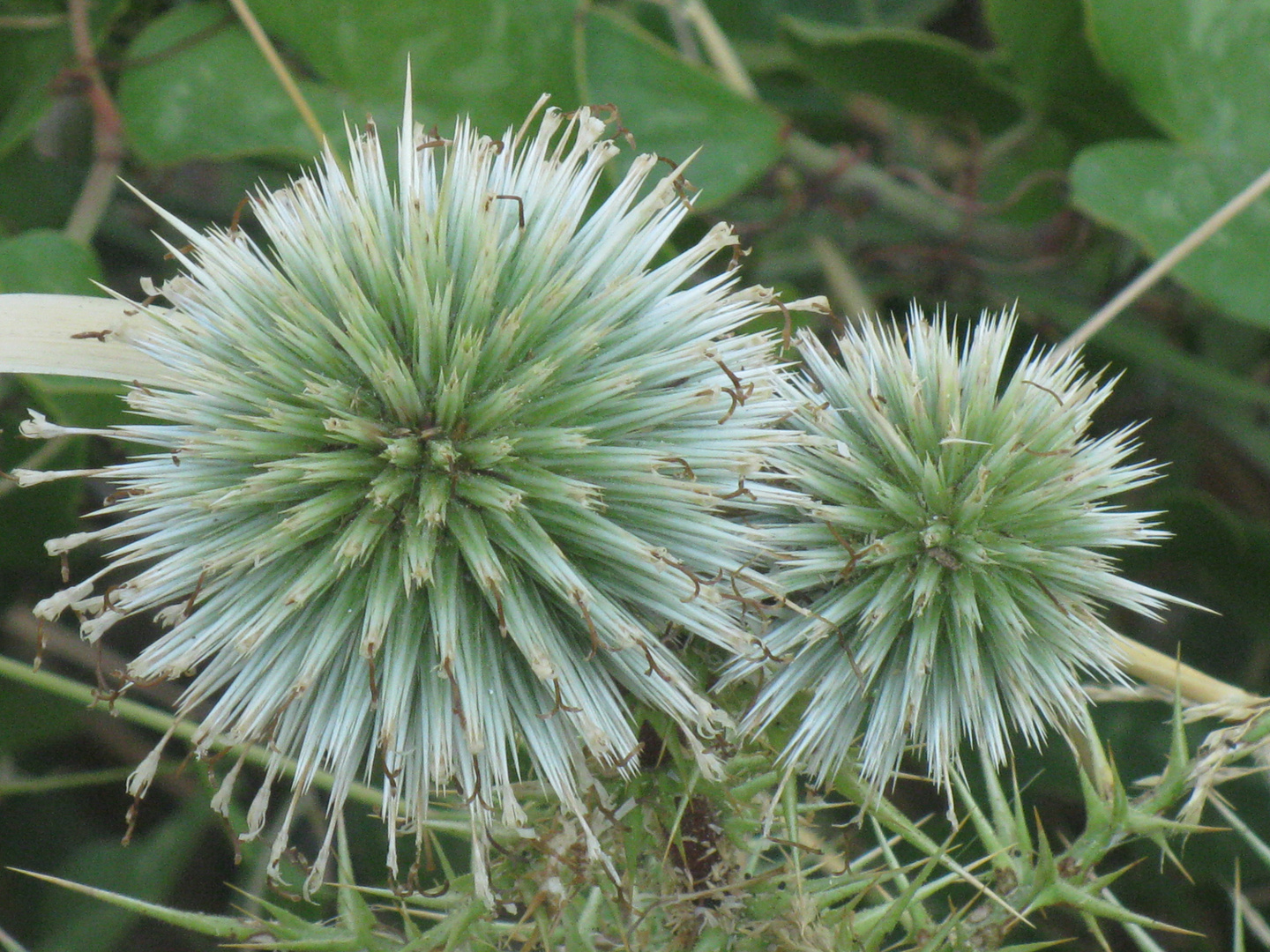 greece plant