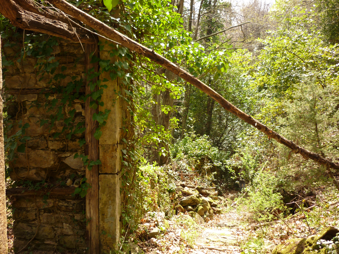 Greeen Nature in Athos