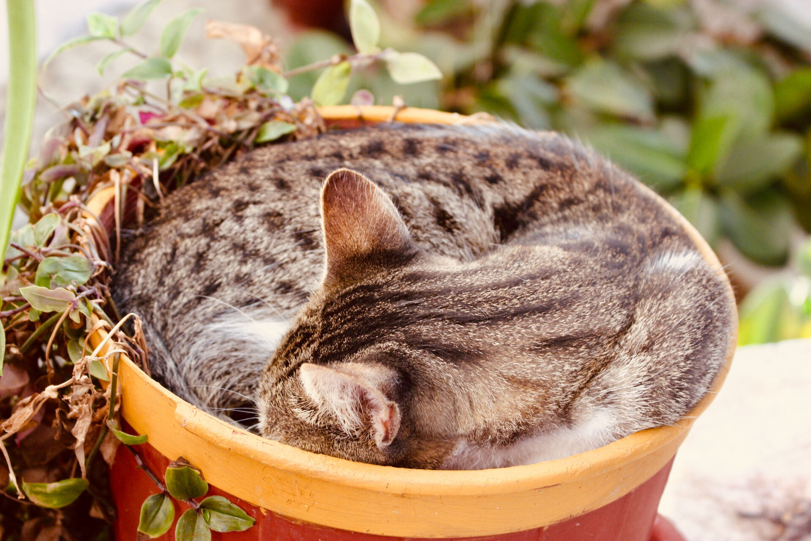 Greek cats 