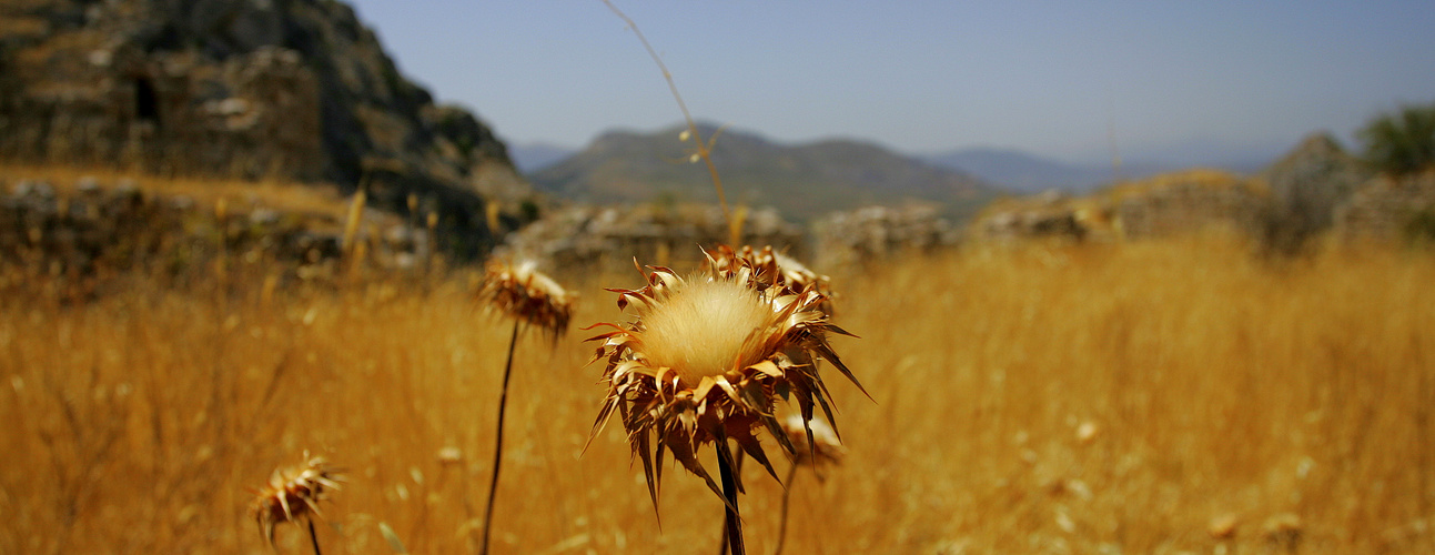 greek flower