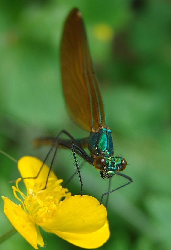 green von midonja 