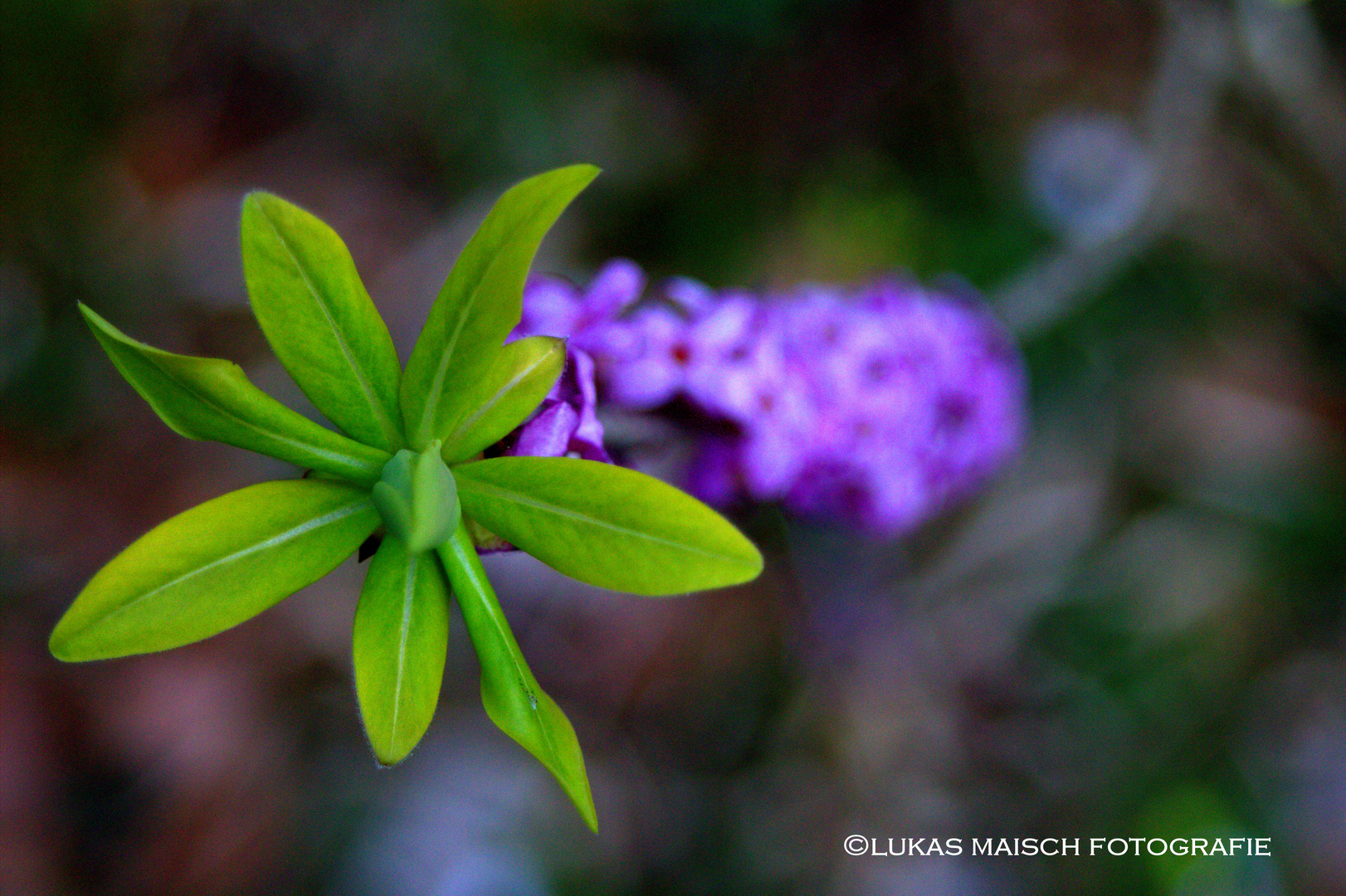 Green against Violette