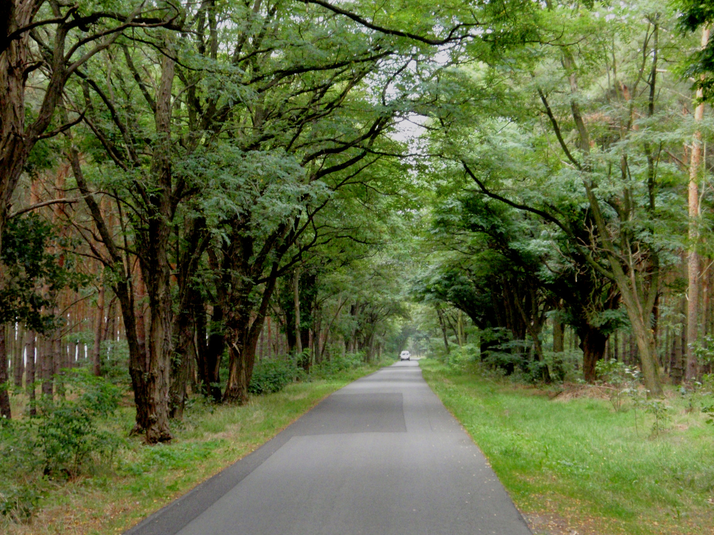 Green Alley