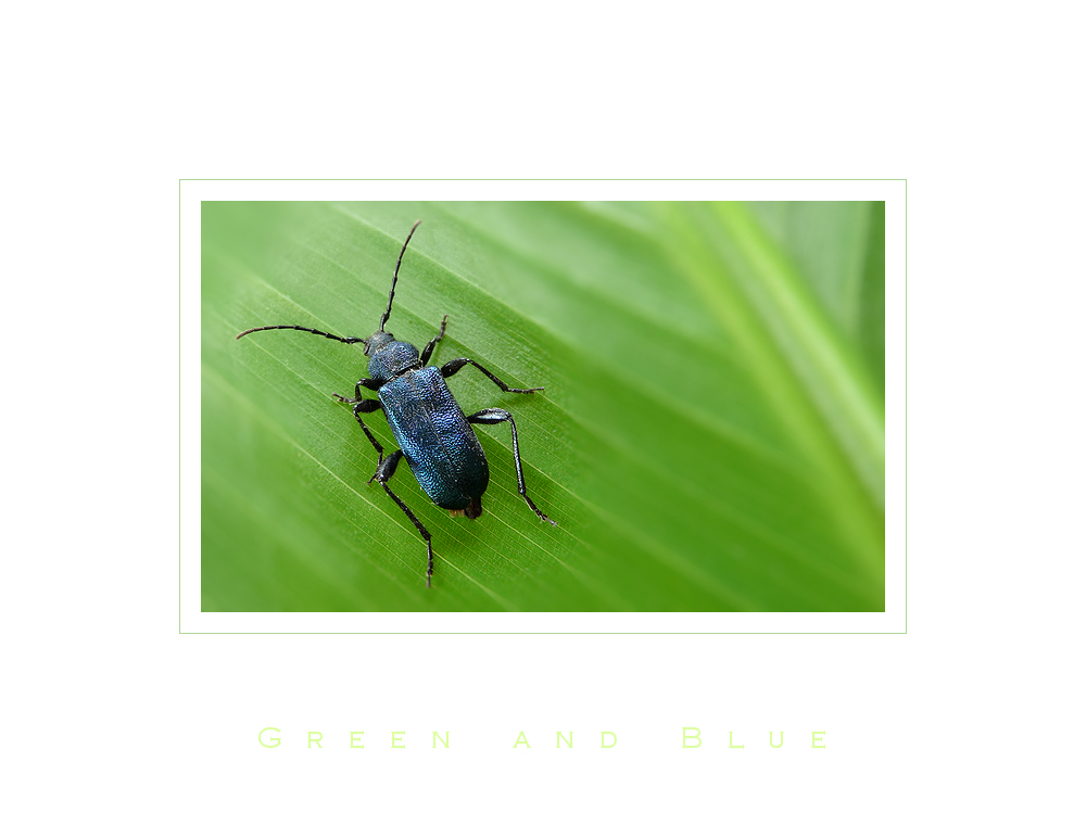 . green and blue .