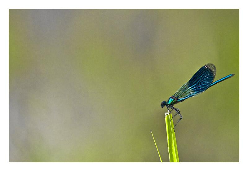 Green and blue