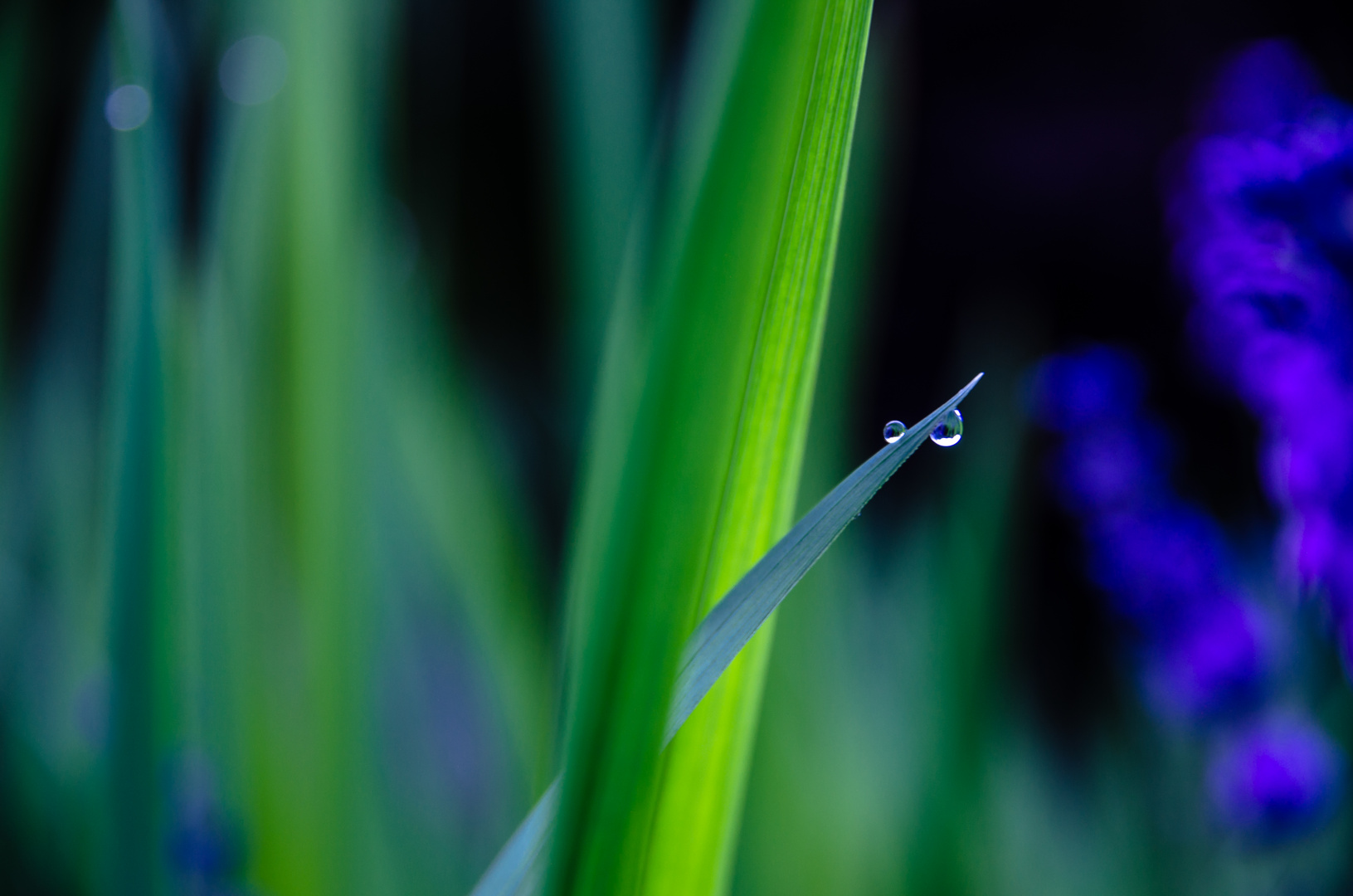 green and blue drops