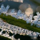 Green and ice