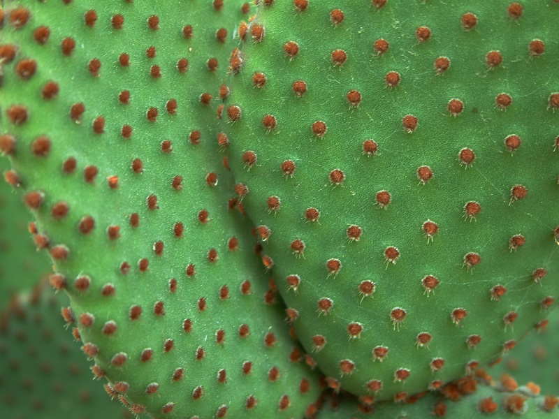 Green and Itchy