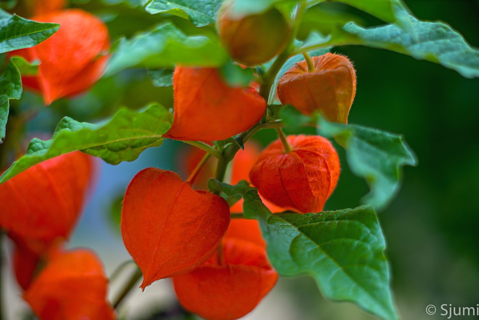 Green and orange