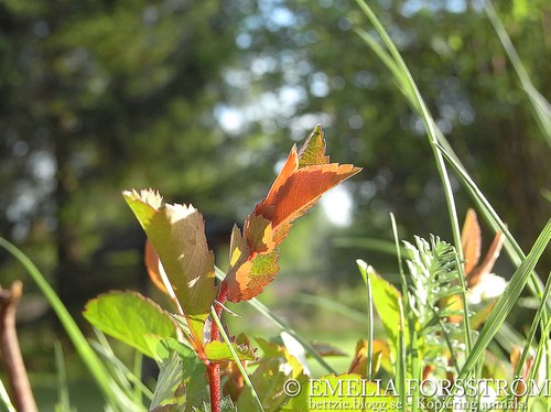 Green and Orange