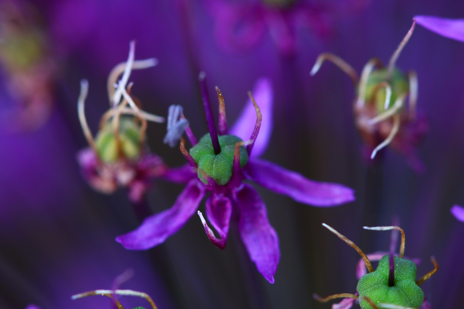 Green and purple