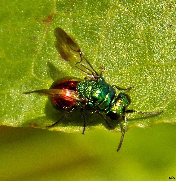 Green and Red