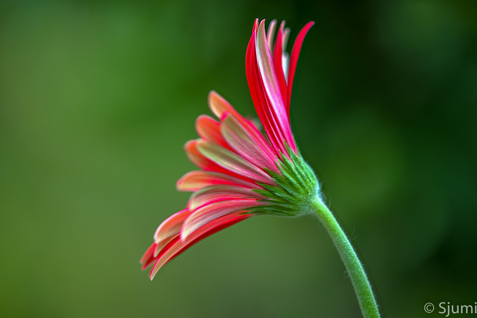 Green and red