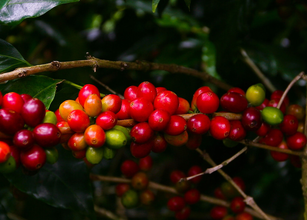 Green and red coffee cherrys