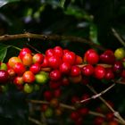 Green and red coffee cherrys