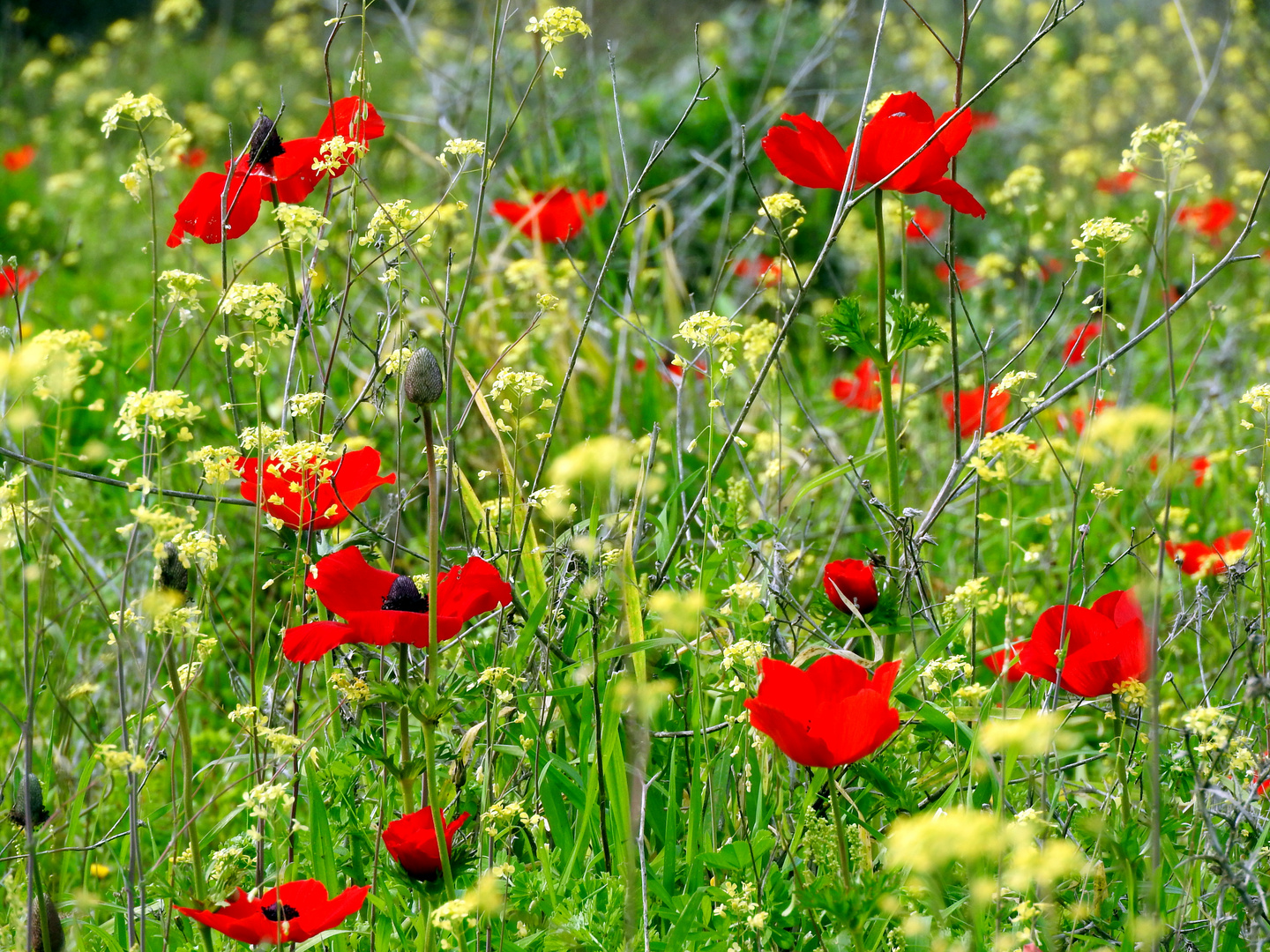 Green and Red Spring time